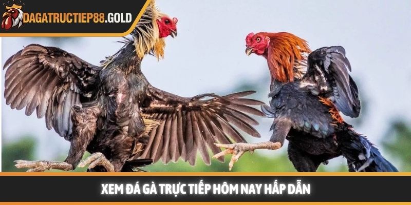 Xem đá gà trực tiếp hôm nay hấp dẫn
