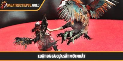 Luật đá gà cựa sắt cùng các quy tắc thi đấu chuyên nghiệp mang lại một môi trường giải trí công bằng cho mọi thành viên đam mê bộ môn này. Việc nắm vững các quy định giúp hội viên tự tin hơn khi đưa ra những quyết định chính xác tại các đấu trường lớn. Trang Đá Gà Trực Tiếp luôn cập nhật nhanh chóng các kiến thức về quy chế thi đấu và kinh nghiệm chọn chiến kê dũng mãnh. Hệ thống luật đá gà cựa sắt nền tảng tại các đấu trường lớn Tìm hiểu luật đá gà cựa sắt minh bạch Việc áp dụng luật đá gà cựa sắt giúp đảm bảo tính minh bạch và chuyên nghiệp cho từng trận đấu diễn ra tại các bồ gà danh tiếng. Hệ thống quy định này được thiết kế để bảo vệ quyền lợi của chủ kê cũng như tạo sự hào hứng cho người xem đá gà trực tiếp hôm nay. Khi các quy tắc được tuân thủ nghiêm ngặt, hội viên sẽ dễ dàng đánh giá được năng lực thực tế của các chiến kê trên sân. Nền tảng luôn khuyến khích thành viên tìm hiểu kỹ các tiêu chuẩn về cân nặng và cựa để có cái nhìn tổng quan nhất. Sự rõ ràng trong khâu tổ chức giúp nâng cao uy tín của các giải đấu lớn như Trực tiếp đá gà Thomo hay các đấu trường quốc tế khác. Những quy định này không chỉ là rào cản kỹ thuật mà còn là bệ phóng giúp các chiến kê tỏa sáng rực rỡ dưới sự chứng kiến của đông đảo người hâm mộ. Để hiểu rõ hơn về cách thức vận hành, chúng ta sẽ đi sâu vào từng khía cạnh chi tiết của các quy định hiện hành. Những tiêu chuẩn này được áp dụng đồng bộ để tạo nên những màn trình diễn kịch tính và đầy sức thuyết phục. Quy trình kiểm tra cân nặng và trang bị vũ khí Trước khi trận đấu bắt đầu, các trọng tài sẽ tiến hành cân đo trọng lượng của từng chiến kê để đảm bảo sự tương đồng. Theo luật đá gà cựa sắt, những cá thể có sự chênh lệch cân nặng quá lớn sẽ không được phép thi đấu cùng nhau nhằm giữ vững sự công bằng. Việc trang bị cựa sắt cũng phải tuân thủ kích thước và độ sắc bén quy định để bảo vệ tính nhân văn trong thể thao. Các thành viên có thể tham khảo thêm tại https://1ekeuze.nl/ để nắm bắt các thông số kỹ thuật mới nhất về trang bị cho gà nòi. Quy định về thời gian thi đấu và các hiệp đấu Mỗi trận đấu thường được chia thành nhiều hiệp, mỗi hiệp có thời gian kéo dài khoảng mười lăm phút tùy theo quy định của ban tổ chức. Giữa các hiệp đấu, chiến kê sẽ có thời gian nghỉ ngơi để được nài gà chăm sóc và hồi phục thể lực nhanh chóng. Luật đá gà cựa sắt quy định rất rõ về số phút nghỉ ngơi nhằm đảm bảo sức khỏe tốt nhất cho các đấu sĩ trước khi tiếp tục. Sự sắp xếp thời gian khoa học giúp trận đấu duy trì được nhịp độ căng thẳng nhưng vẫn rất chuyên nghiệp và hấp dẫn. Vai trò quan trọng của trọng tài điều hành trận đấu Trọng tài là người có quyền quyết định cao nhất trên sân và luôn giám sát chặt chẽ mọi hành động của hai chiến kê cũng như người nài. Họ có nhiệm vụ thực thi luật đá gà cựa sắt một cách công tâm để đảm bảo không có bất kỳ hành vi gian lận nào xảy ra. Khi có tình huống tranh chấp hoặc gà bị dính cựa, trọng tài sẽ ra hiệu tạm dừng để xử lý kịp thời và chính xác nhất. Sự hiện diện của những người cầm cân nảy mực giúp hội viên hoàn toàn yên tâm vào kết quả cuối cùng của mỗi cuộc đối đầu. Cách thức phân định thắng thua theo luật đá gà cựa sắt hiện nay Chiến kê thi đấu tại trường gà vô cùng dũng mãnh Quy tắc phân định thắng thua vô cùng công bằng Việc xác định kết quả thắng bại trong luật đá gà cựa sắt dựa trên những tiêu chí cụ thể và rõ ràng để tránh mọi tranh cãi. Một chiến kê được tuyên bố giành chiến thắng khi đối thủ không còn khả năng tiếp tục thi đấu hoặc bỏ chạy khỏi vòng tròn quy định. Web Đá Gà Trực Tiếp ghi nhận rằng sự kiên cường của các chiến kê thường mang lại những kết quả tích cực và đầy bất ngờ cho người theo dõi. Các thành viên luôn cảm thấy hài lòng khi chứng kiến những quyết định xử lý tình huống thấu tình đạt lý từ ban tổ chức. Hệ thống luôn ưu tiên những trận đấu có sự cống hiến hết mình và tuân thủ tuyệt đối quy tắc ứng xử trên sới gà chuyên nghiệp. Khi tham gia theo dõi đá gà Thomo trực tiếp hoặc đá gà trực tiếp Campuchia, người chơi sẽ thấy sự nhất quán trong cách vận hành giải đấu. Dưới đây là bảng tóm tắt một số trường hợp phân định thắng thua phổ biến: Trường hợp Kết quả theo quy định Một trong hai con bị chết hoặc gục tại chỗ Con còn lại giành chiến thắng Chiến kê bỏ chạy hoặc không tấn công trong thời gian quy định Bị xử thua theo luật hiện hành Cả hai con cùng không thể thi đấu sau khi trọng tài kiểm tra Kết quả hòa được ghi nhận Chủ kê vi phạm quy định về trang bị hoặc hành vi Bị truất ngay quyền thi đấu tức thì Việc nắm lòng luật đá gà cựa sắt giúp hội viên nâng cao trải nghiệm và đưa ra những dự đoán chính xác hơn khi theo dõi đá gà trực tiếp. Sự minh bạch trong luật chơi chính là nền tảng vững chắc để xây dựng một cộng đồng đam mê bền vững và uy tín. Luật đá gà cựa sắt luôn là kim chỉ nam giúp duy trì sự chuyên nghiệp và minh bạch cho mọi trận đấu đỉnh cao trên toàn thế giới. Hội viên tuân thủ đúng các nguyên tắc này sẽ bảo vệ được quyền lợi và nâng cao cơ hội nhận thưởng lớn từ hệ thống giải trí uy tín. Web Đá Gà Trực Tiếp cam kết đồng hành cùng người chơi để xây dựng một cộng đồng giải trí lành mạnh và bền vững nhất trong tương lai.